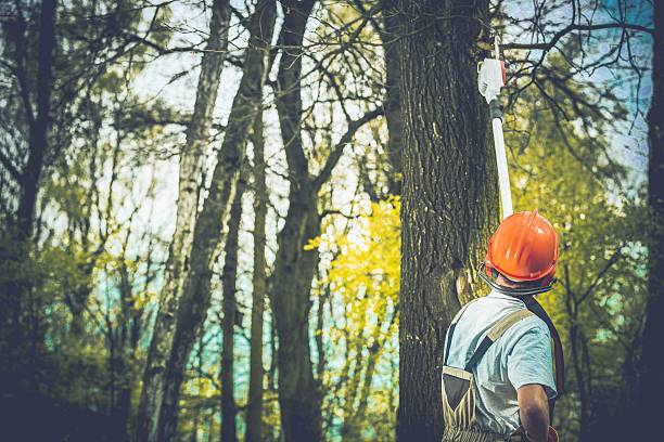 How Our Tree Care Process Works  in  St James, MN